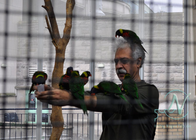 Bird Kingdom - a hungry flock of Lorikeets seem to like me 